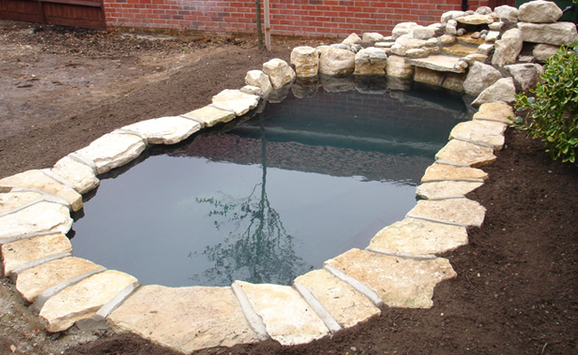 The Koi Shop Pond Services