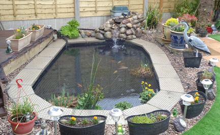 The Koi Shop Pond Services