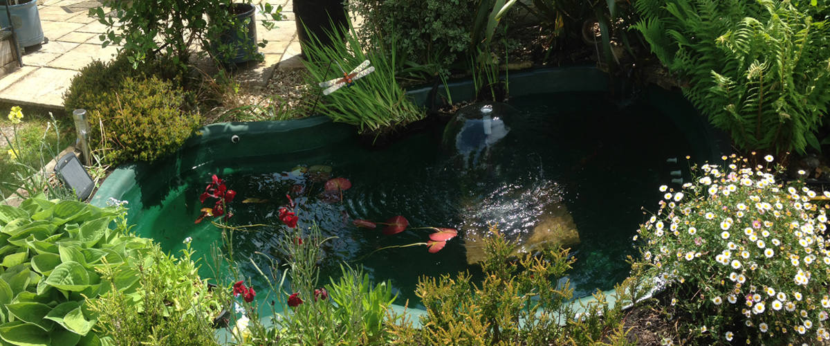 The Koi Shop Pond Services