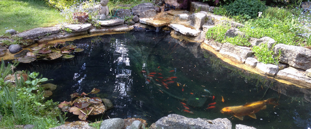 The Koi Shop Pond Services