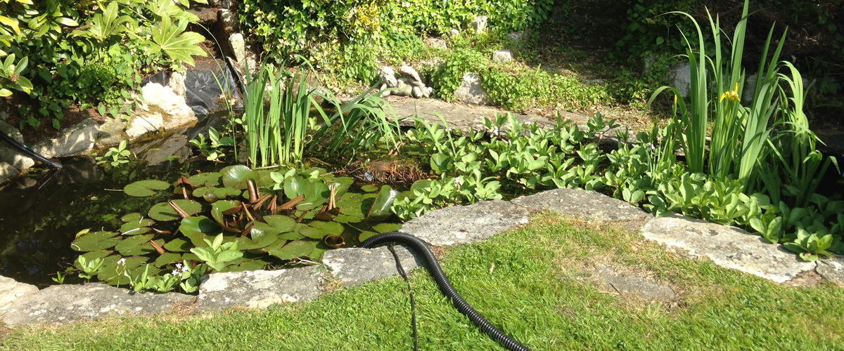 The Koi Shop Pond Services