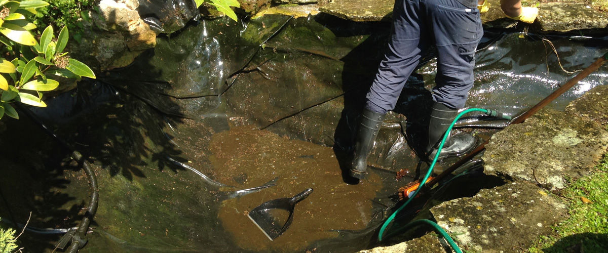 The Koi Shop Pond Services