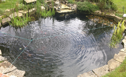 The Koi Shop Pond Services