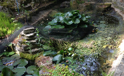 The Koi Shop Pond Services