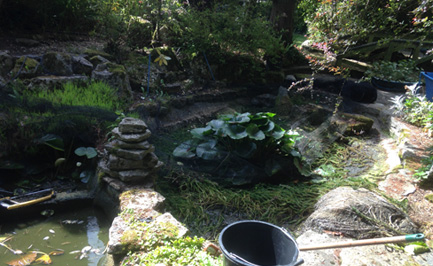 The Koi Shop Pond Services
