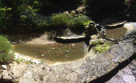 The Koi Shop Pond Services