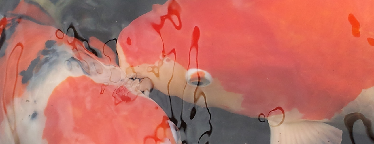 The Koi Shop Pond Services