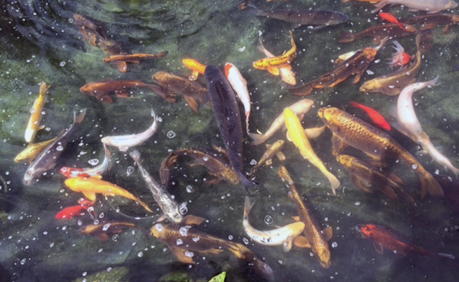 The Koi Shop Pond Services