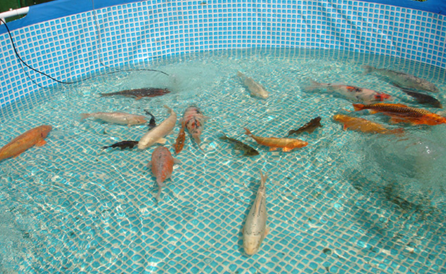 The Koi Shop Pond Services